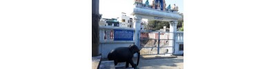 மயிலாப்பூர் மாதவ பெருமாள் 